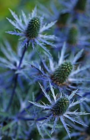 Sea Holly